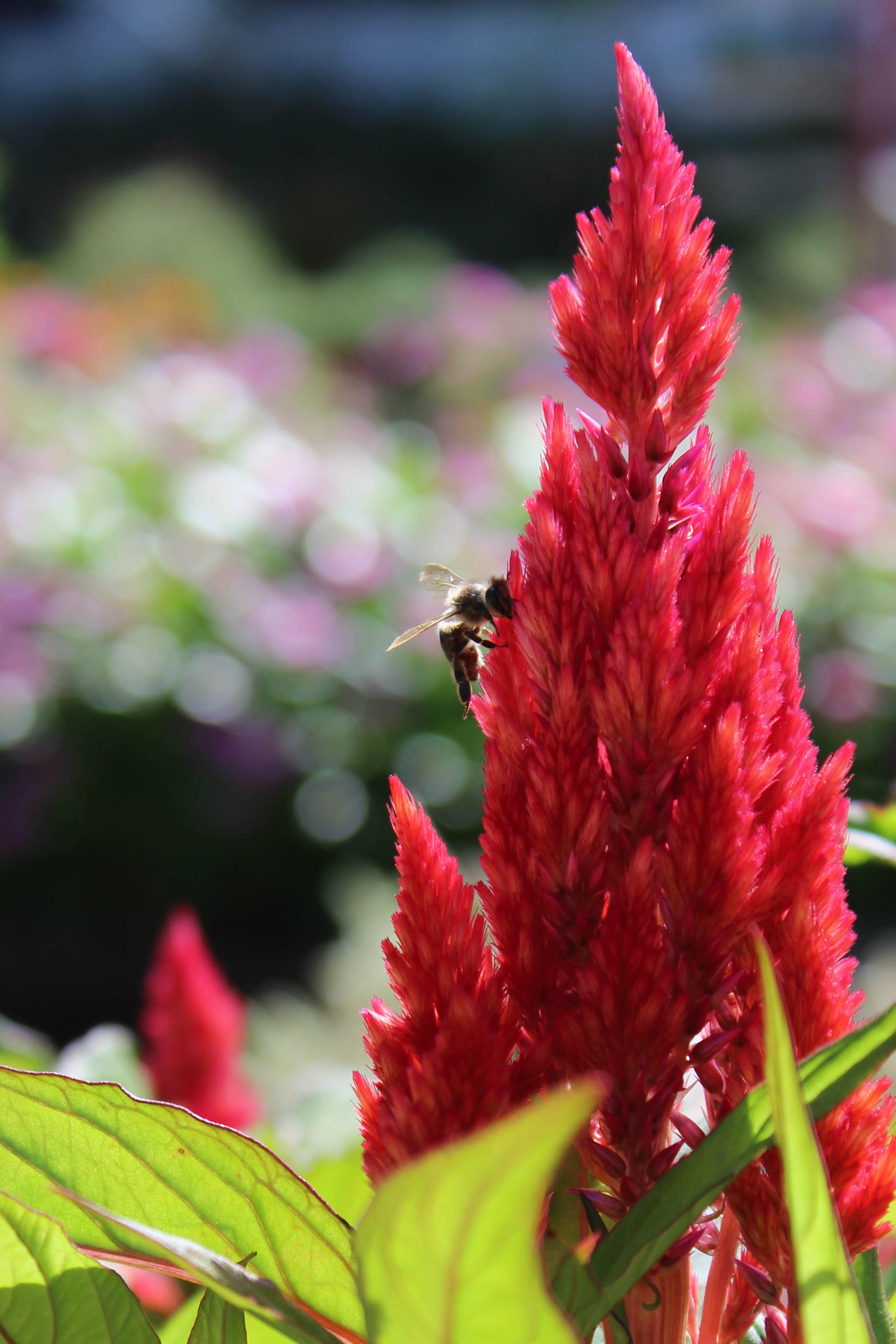 A bee landing on a flower.