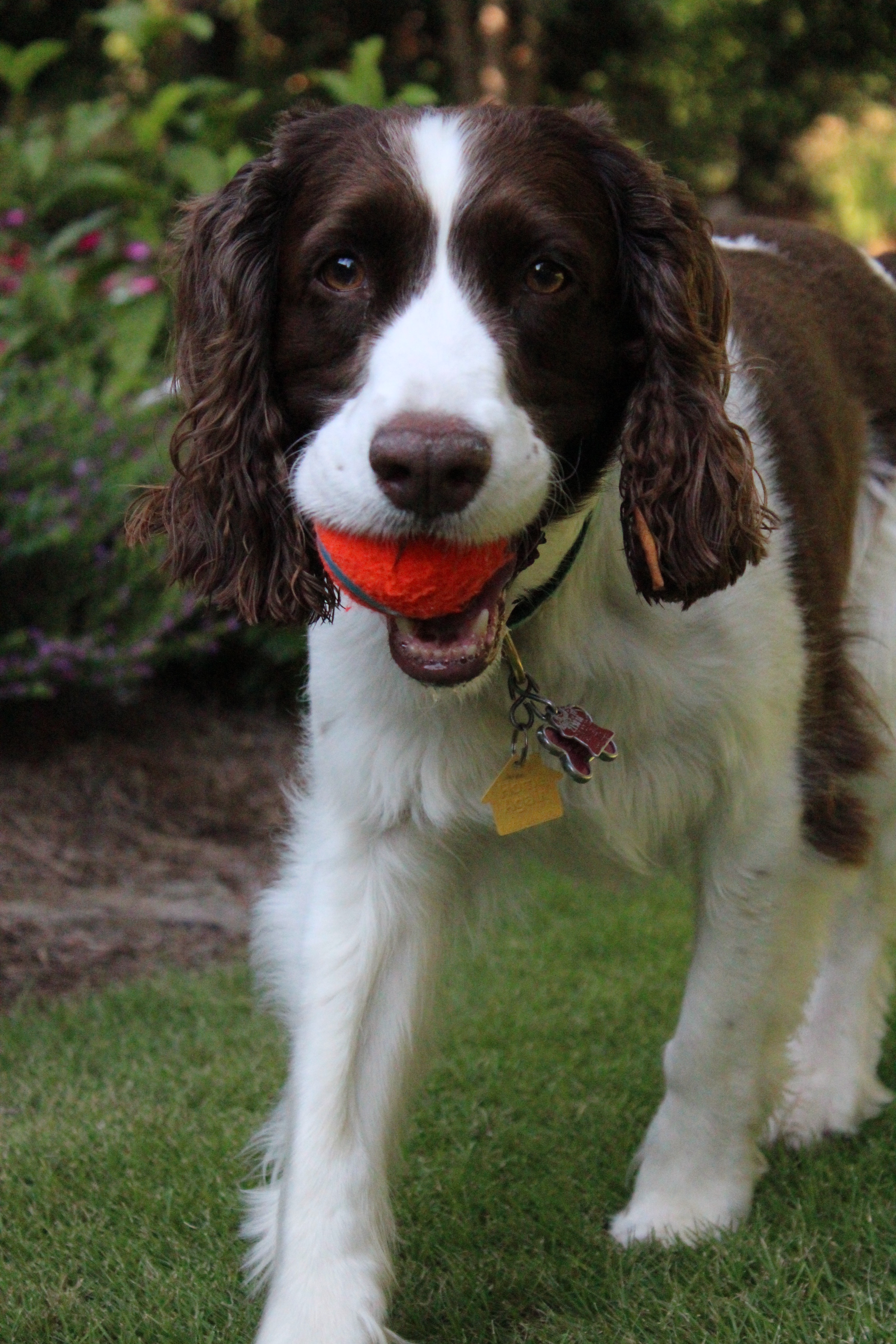 A dog named Maggie playing fetch with her ball.